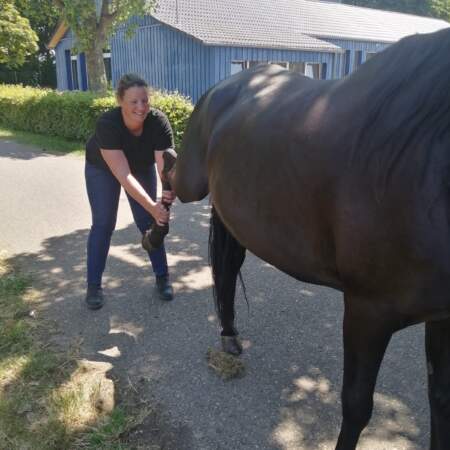 Schwarzes Pferd wird auf einer Asphaltfläche am Hinterbein gehalten.