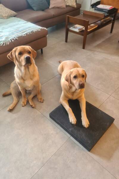 Zwei Labradore sitzen im Wohnzimmer, einer davon liegt auf einer schwarzen Trainingsmatte.