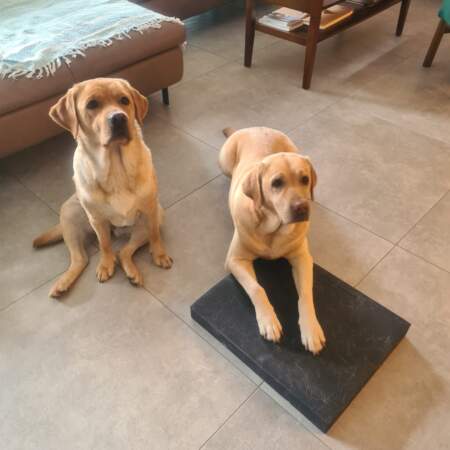 Zwei Labradore sitzen im Wohnzimmer, einer davon liegt auf einer schwarzen Trainingsmatte.