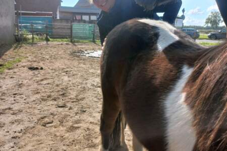 Frau arbeitet mit einem Pferd, dessen Hinterbeine auf zwei Balance-Pads stehen, auf einem Außenplatz.