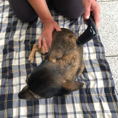 Kleiner Hund liegt auf karierter Unterlage und wird mit einem Therapiegerät behandelt.