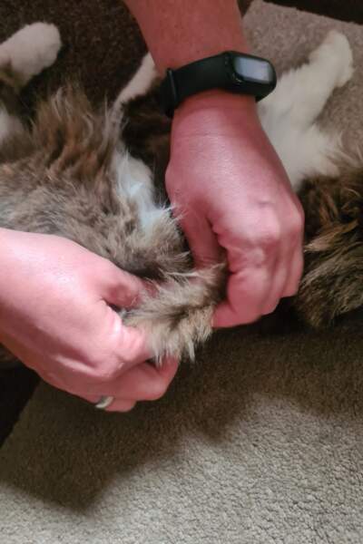 Nahaufnahme von Händen, die das Fell einer liegenden Katze im Rahmen einer physiotherapeutischen Behandlung greifen