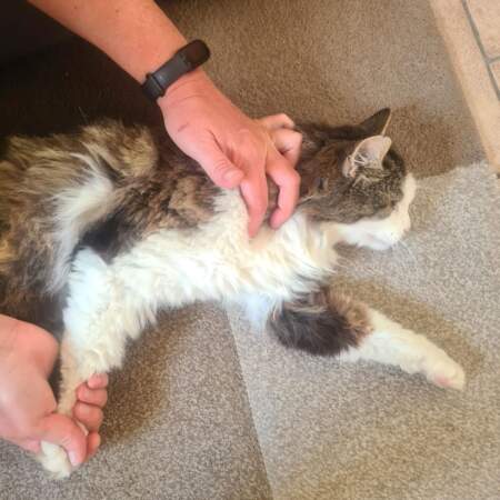 Katze liegt auf der Seite und erhält eine manuelle Behandlung am Rücken.