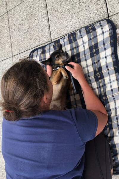 Frau behandelt einen kleinen Hund, der auf dem Rücken auf einer karierten Decke liegt.