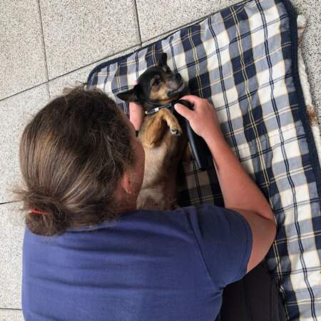 Frau behandelt einen kleinen Hund, der auf dem Rücken auf einer karierten Decke liegt.