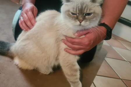Katze sitzt auf dem Boden und wird von einer Person mit beiden Händen gehalten.