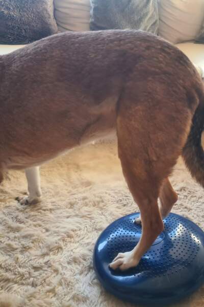 Hund steht mit den Hinterbeinen auf einem Balancekissen zur Förderung von Koordination und Muskelaufbau während einer physiotherapeutischen Übung.