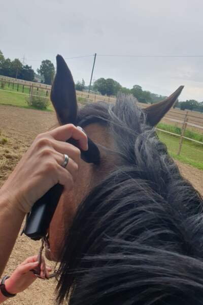 Frau behandelt mit einem Therapiegerät den Kopfbereich eines Pferdes auf einem Paddock.