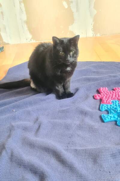 Schwarze Katze sitzt auf einer blauen Decke neben bunten Noppenmatten auf einem Holzboden.