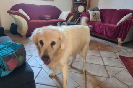 Golden Retriever läuft durch ein Wohnzimmer mit gefliertem Boden und roten Sofas im Hintergrund.