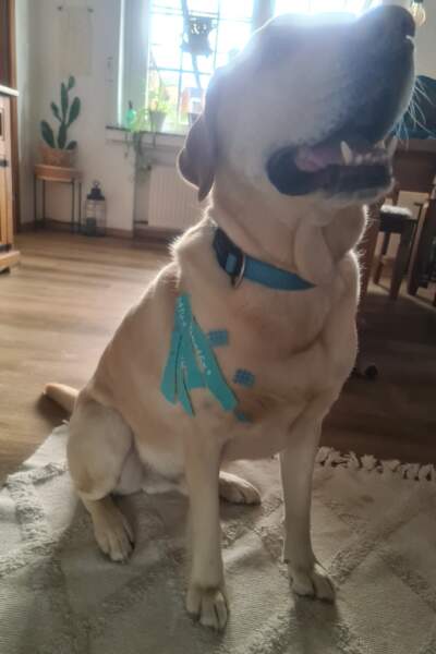 Labrador sitzt auf einem Teppich im Wohnzimmer mit blauem Kinesiotape auf der Schulter.