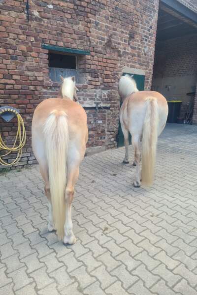 Zwei Haflinger-Pferde stehen mit dem Rücken zur Kamera vor einem Backsteingebäude im Hof.
