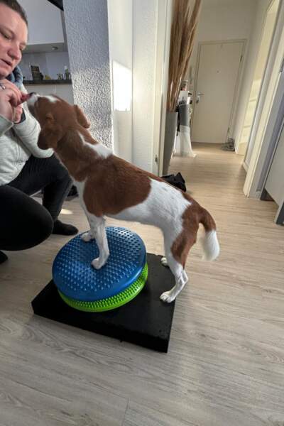 Kleiner Hund macht eine Übung auf zwei Balancekissen und wird dabei von einer Person mit einem Leckerli motiviert.