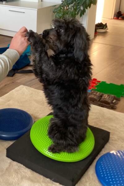 Kleiner schwarzer Hund steht auf den Hinterbeinen auf einem grünen Balancekissen und bekommt ein Leckerli gereicht.