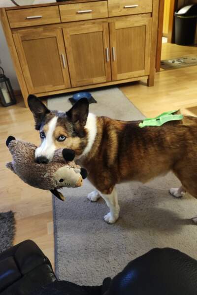 Hund mit Stofftier im Maul steht auf einem Teppich im Wohnzimmer. Auf seinem Rücken liegt ein grüner Gegenstand.