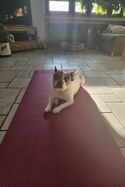 Kleiner Hund liegt ruhig auf einer roten Trainingsmatte in einem hellen Raum.