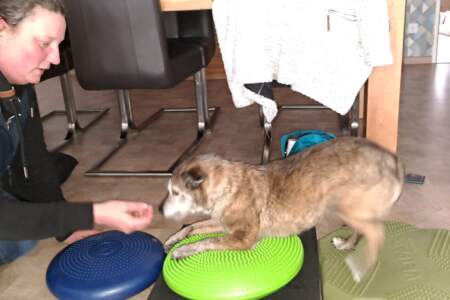 Eine Tierphysiotherapeutin trainiert mit einem kleinen Hund auf verschiedenen Balancekissen in einer häuslichen Umgebung.